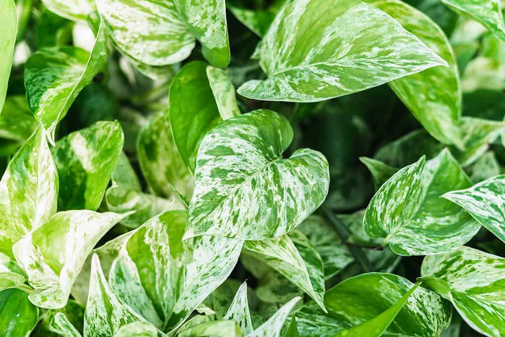 Pothos 'Marble Queen'