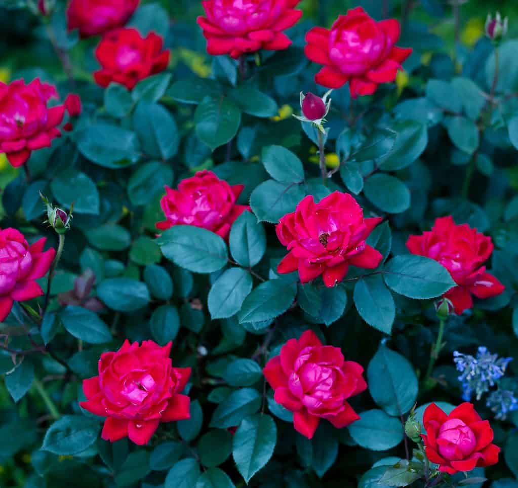 Knock Out roses are perfect for midwest gardens in the U.S.