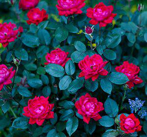 Discover 4 Roses That Are Perfect For Indiana Picture