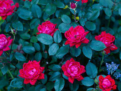 A 10 Colors Of Knock Out Roses to Liven Up Your Yard