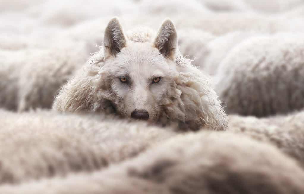 A Wolf In Sheep's Clothing: Meaning & Origin Revealed - AZ Animals