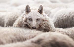 A Wolf In Sheep’s Clothing: Meaning & Origin Revealed Picture