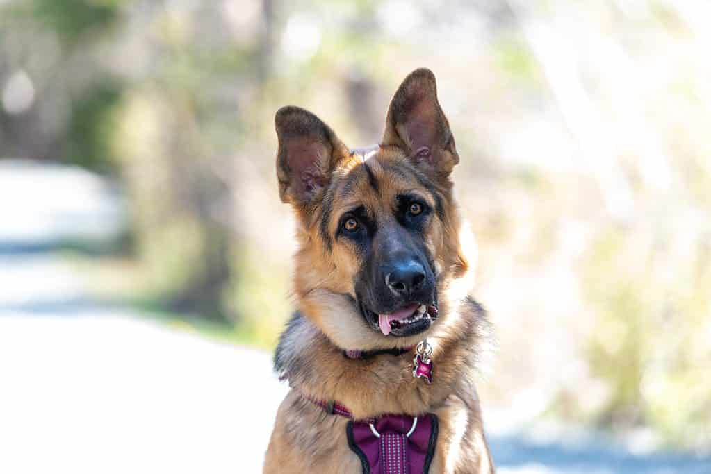 A young female German Sheppard dog sits attentively with its long tongue hanging out, ears up, and attentively wearing a pink harness and leash. The dog has thick black and brown fur.