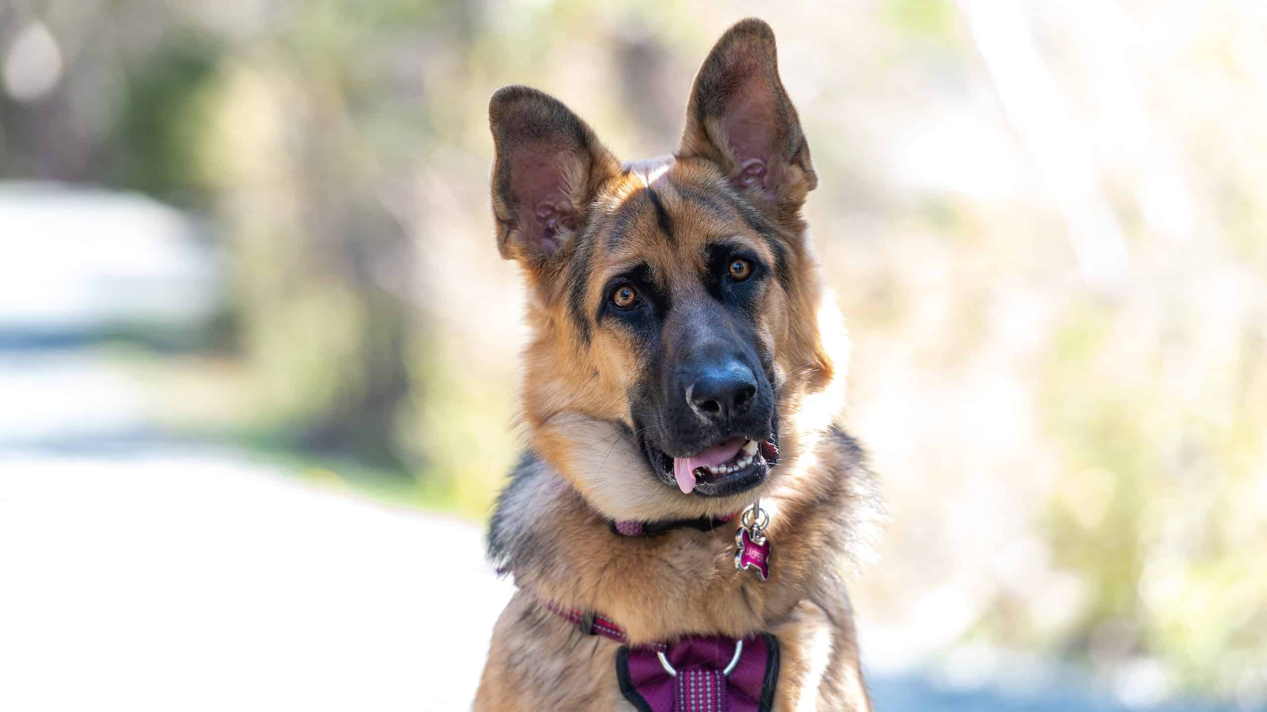 A young female German Sheppard dog sits attentively with its long tongue hanging out, ears up, and attentively wearing a pink harness and leash. The dog has thick black and brown fur.
