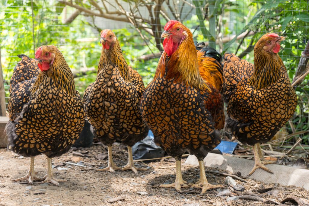 Group of golden laced Wyandotte chickens standing in a row.