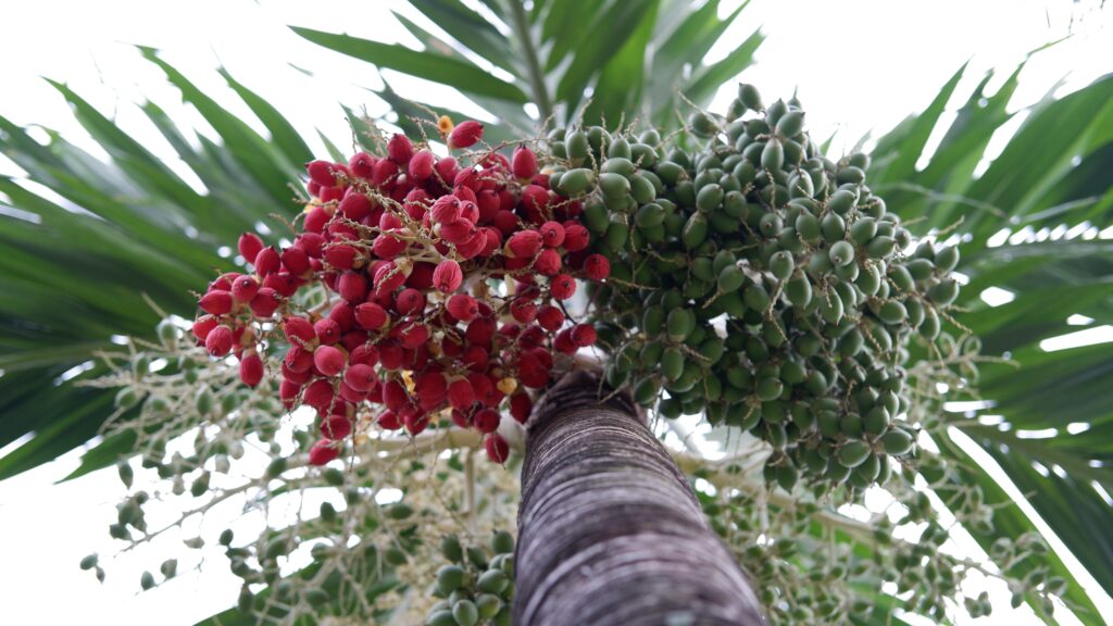 Christmas palm