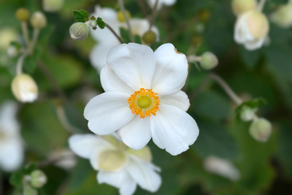 5 Types of White Anemones