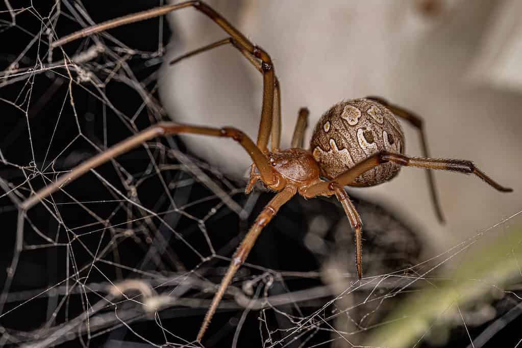 Brown widow spiders are one of a few species of invasive spiders in Texas.