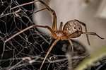 Female adult brown widow spider of the species Latrodectus geometricus.