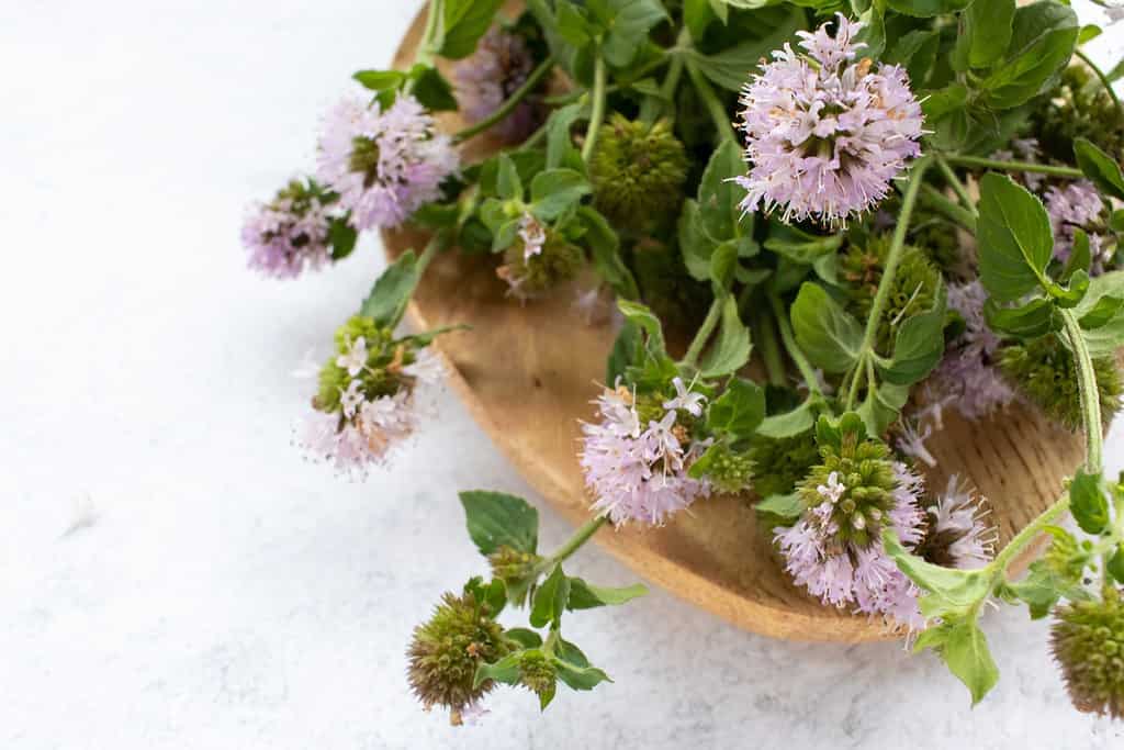 Water mint with purple flowers on wooden plate on white table background.