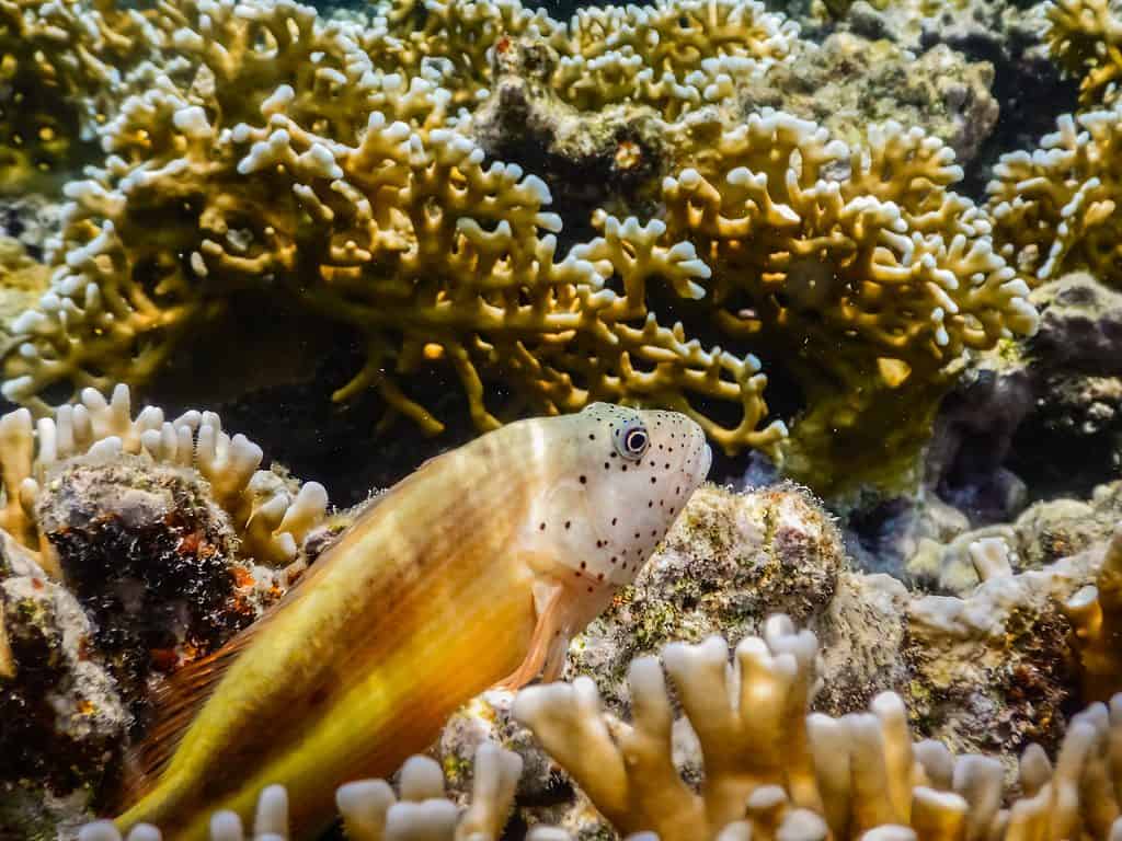 coral hawkfish