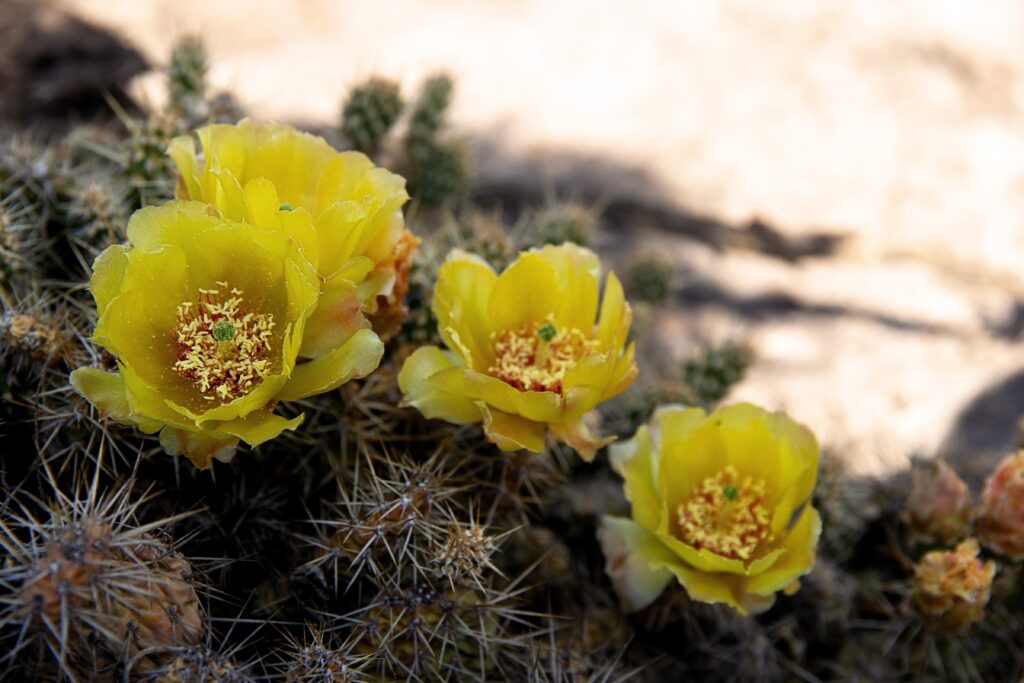 Blooming yellow flowers of the brittle prickly pear cactus.