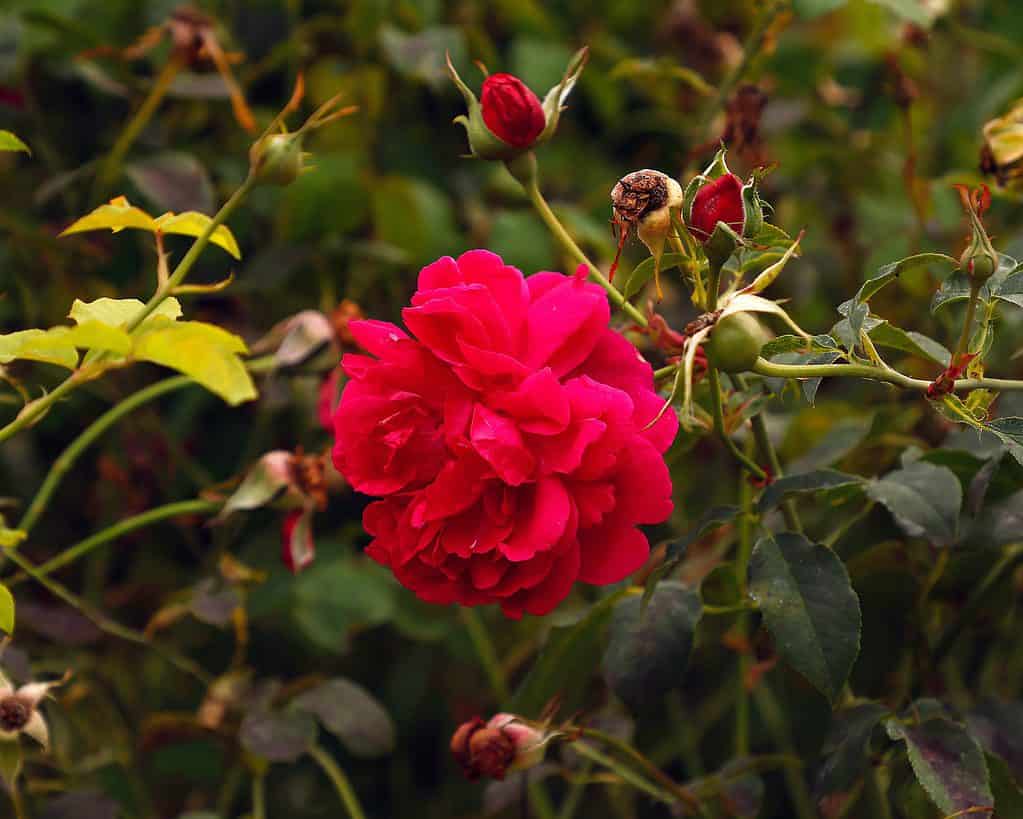 Close up of the informal repeat-flowering garden rose English shrub rosa Thomas à Becket with a large red shallow-cupped red flower.