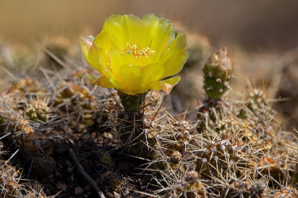 Brittle prickly-pear cactus blooming in prairies of Alberta, Canada.