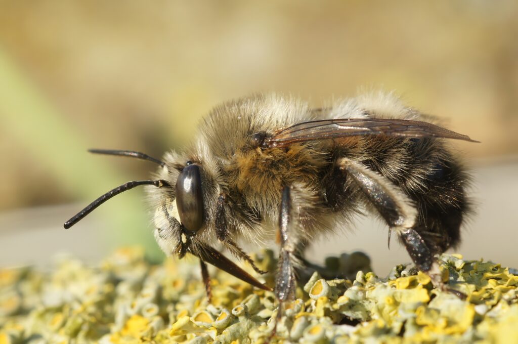 Detailed closeup on a hairy male hairy-footed flower bee, Anthophora plumipes sitting on wood. The bee is facing left. It is very hairy. It is dark with creamy colored hair.