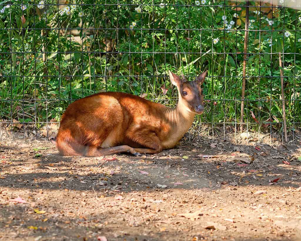 Deer Brocket - Loài hươu nhỏ nhất