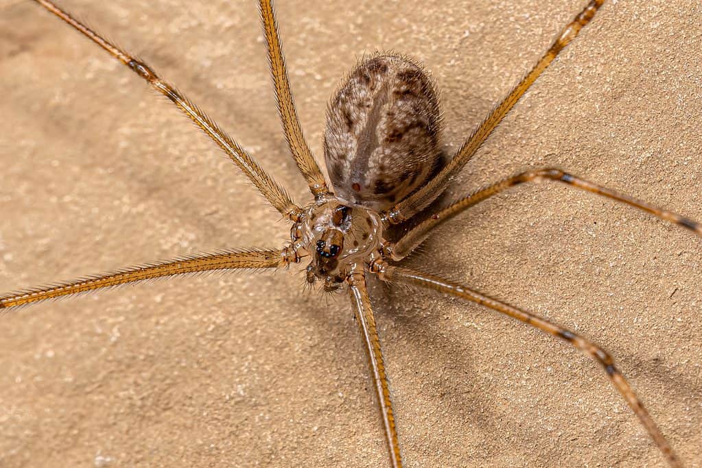 Short-bodied cellar spider, Physocyclus globosus