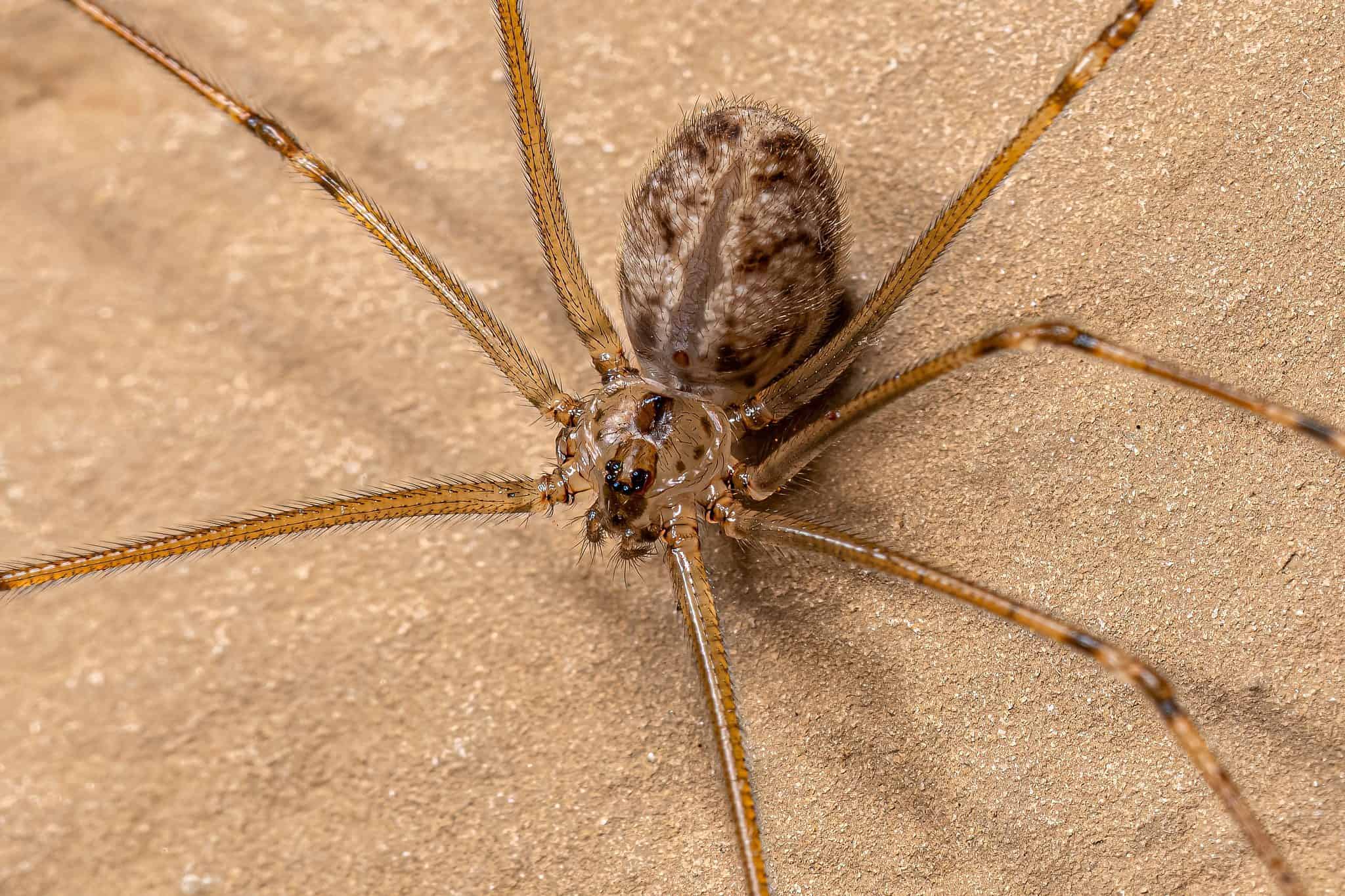 long bodied cellar spider southern california