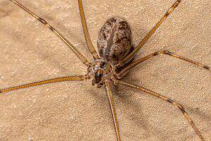 See 6 Spiders That Look Like Daddy Long Legs Picture