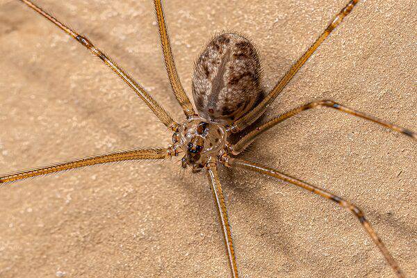 Short-bodied cellar spider, Physocyclus globosus.