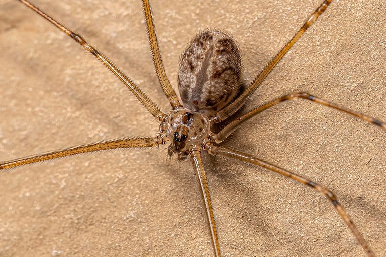 Short-bodied cellar spider, Physocyclus globosus
