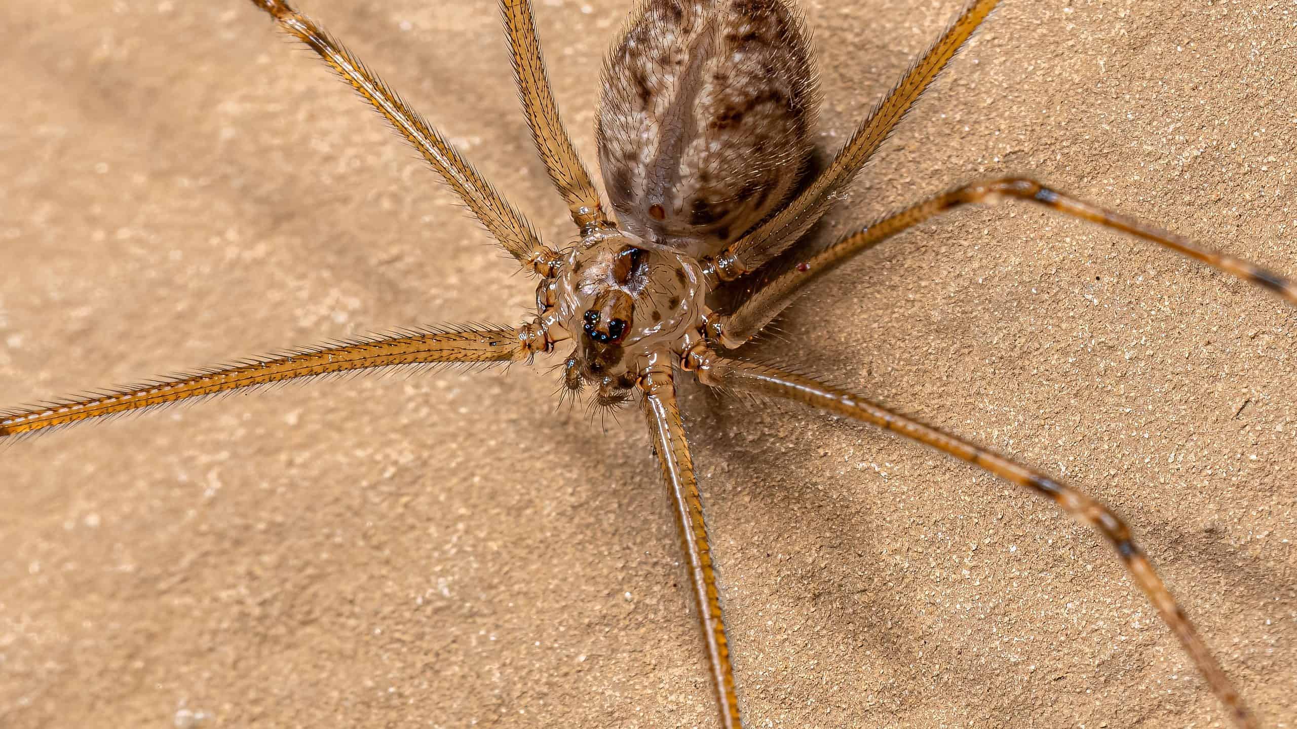 Short-bodied cellar spider, Physocyclus globosus