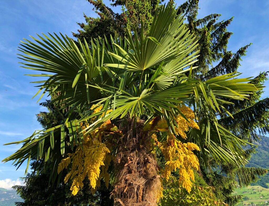 Texas Sabal palm