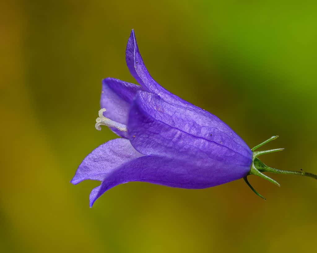 Purple flower of harebell or Scottish bluebell (Campanula rotundifolia)