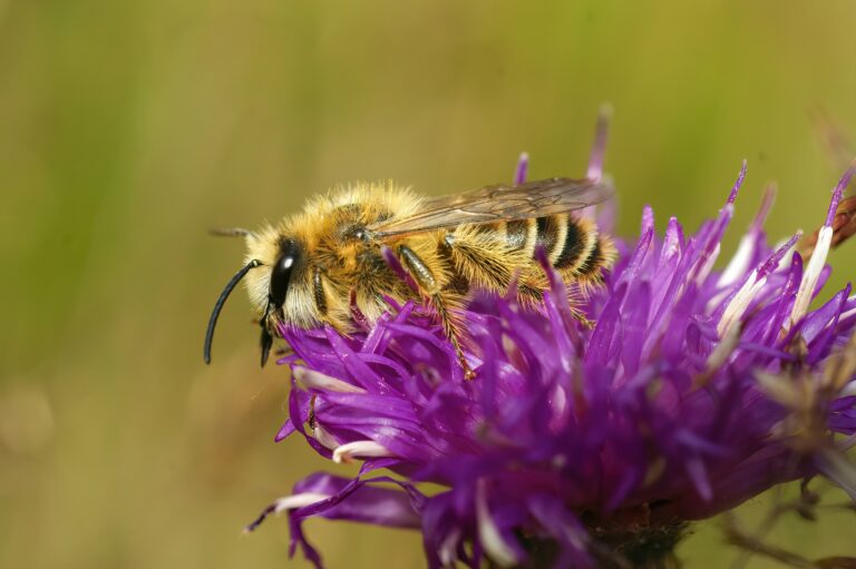 Closeup on a hairy male Pantaloon bee, Dasypoda hirtipes sitting on a purple knapweed flower.