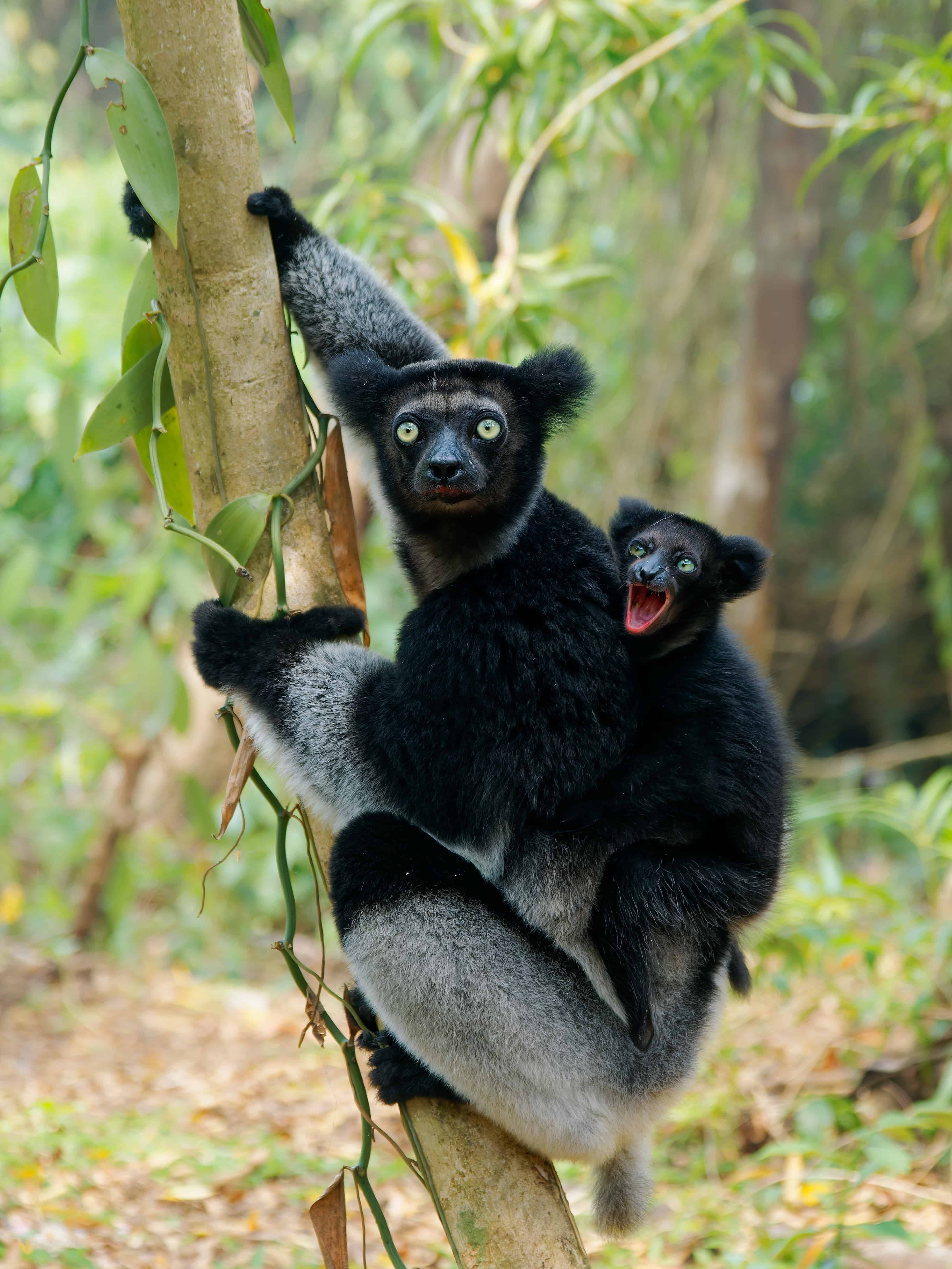 green-eyed lemur