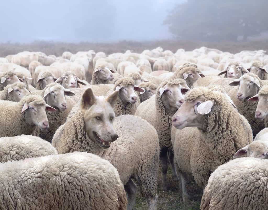 A Wolf In Sheep's Clothing: Meaning & Origin Revealed - A-Z Animals