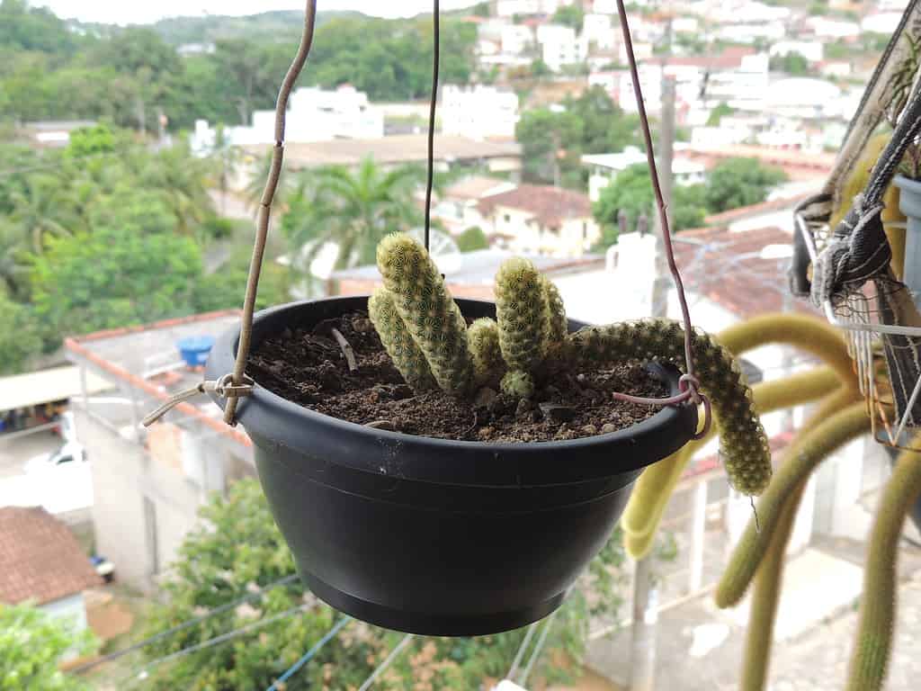 dog tail cactus in hanging pot, with leaves starting to droop over sides