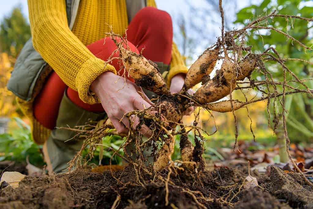 Dahlia plant tubers dug up for winter