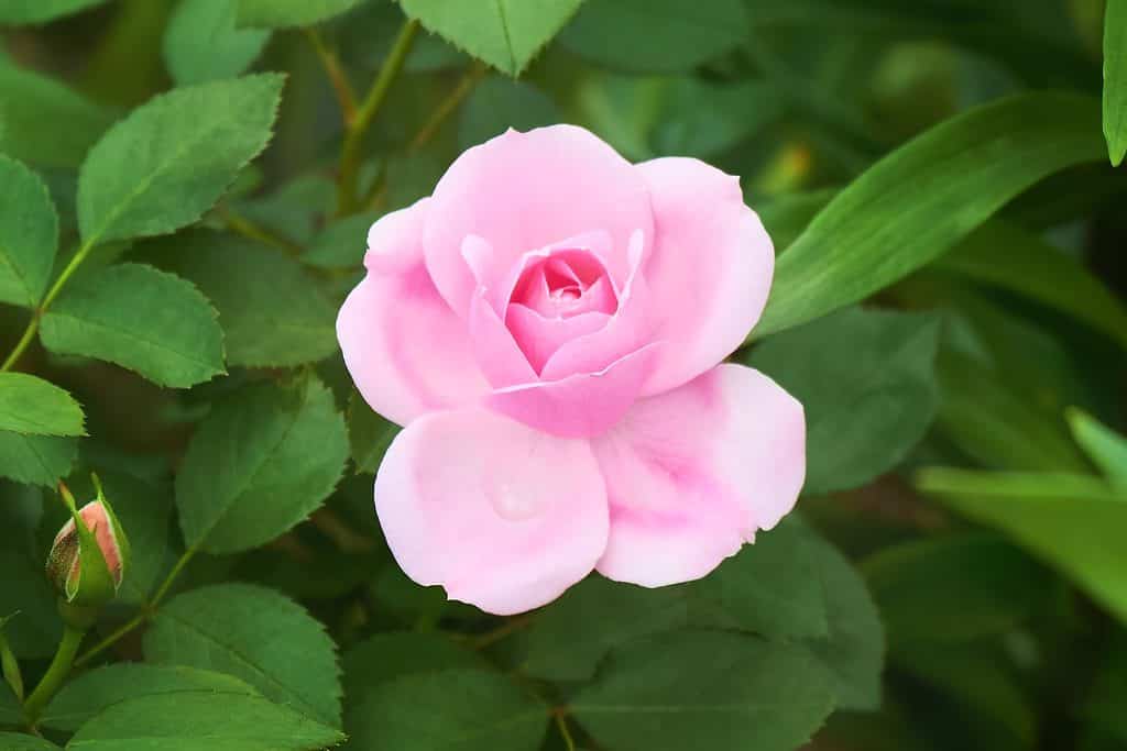 Shrub of pink Canadian rose variety Prairie Joy blooming in the summer garden.