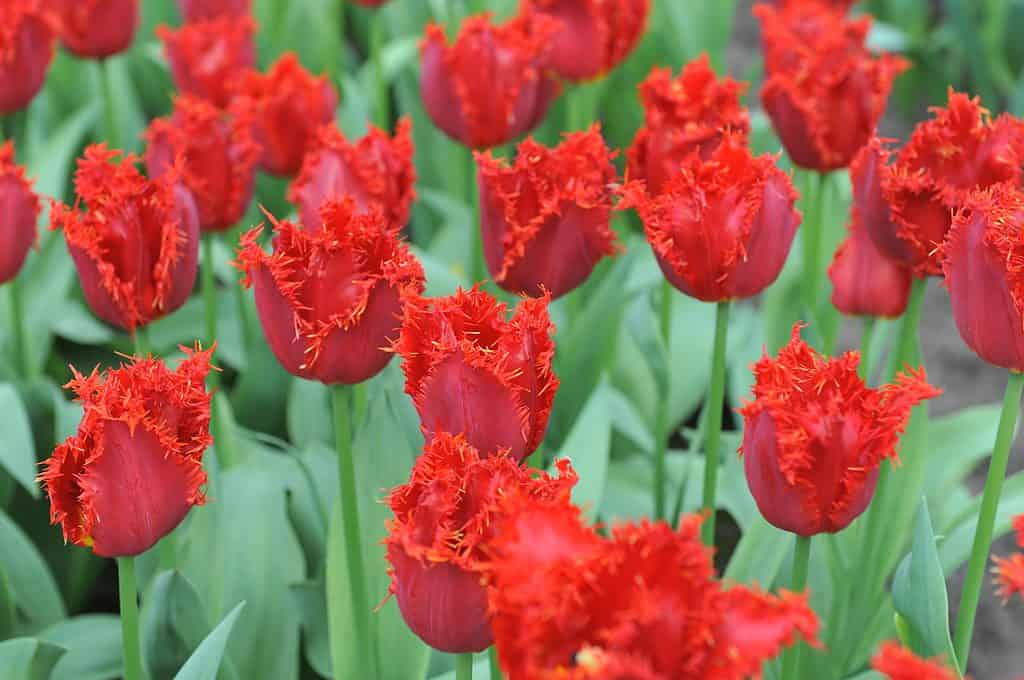 Red Fringe Tulips