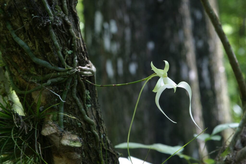 Ghost Orchid (Dendrophylax lindenii)