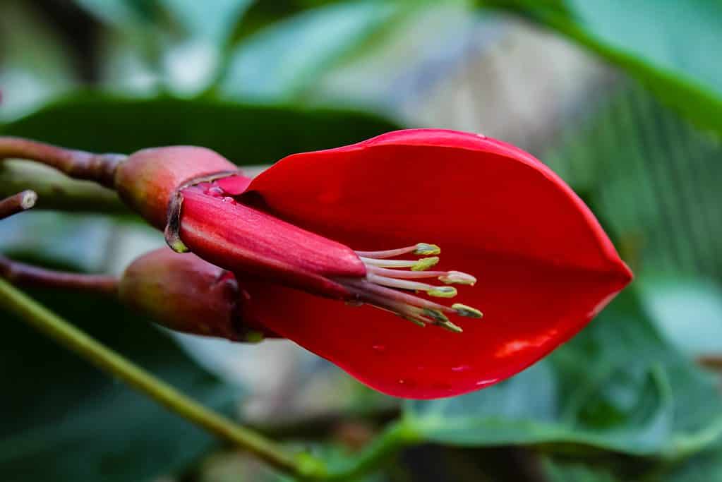 Closeup of Ceibo Erythrina flower.