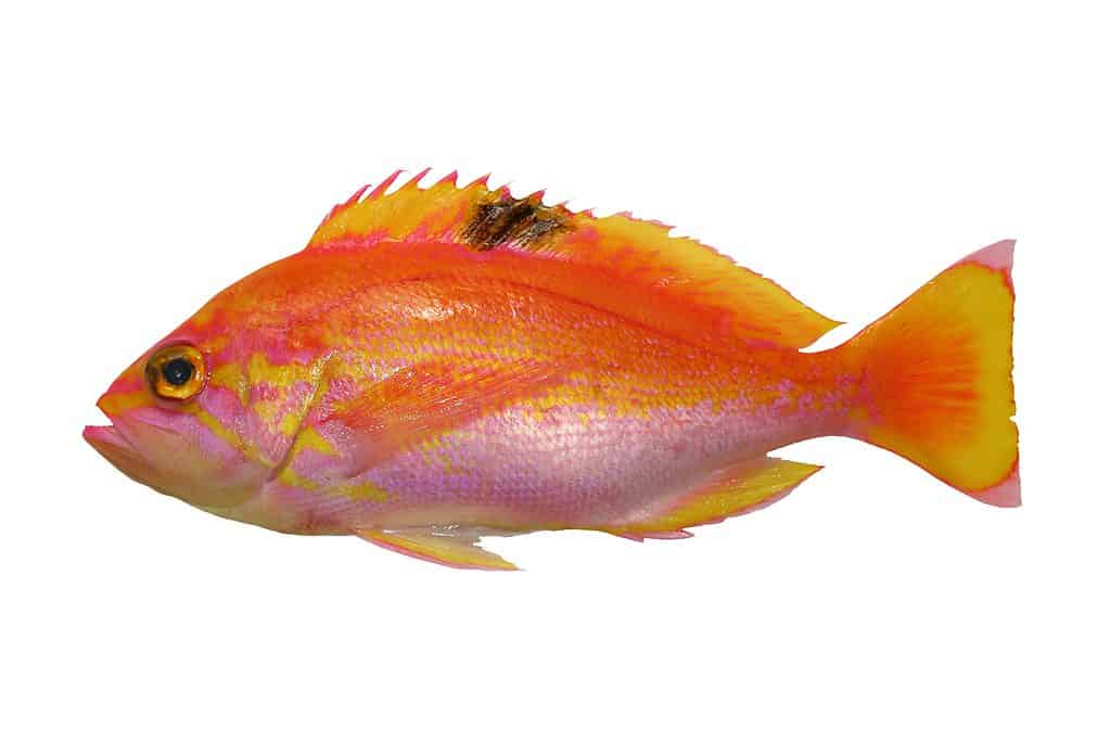 Colorful saltwater fish, Pink maomao (Akaisaki) fish body cut out photograph.