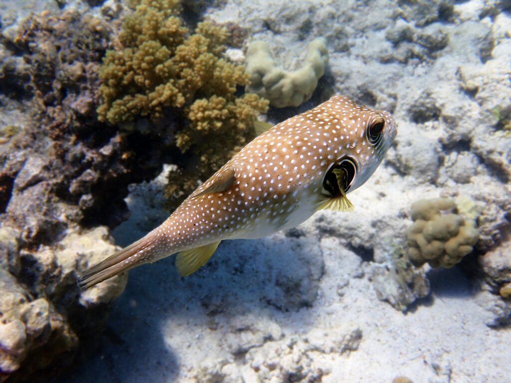 Starry pufferfish - Arothron stellatus