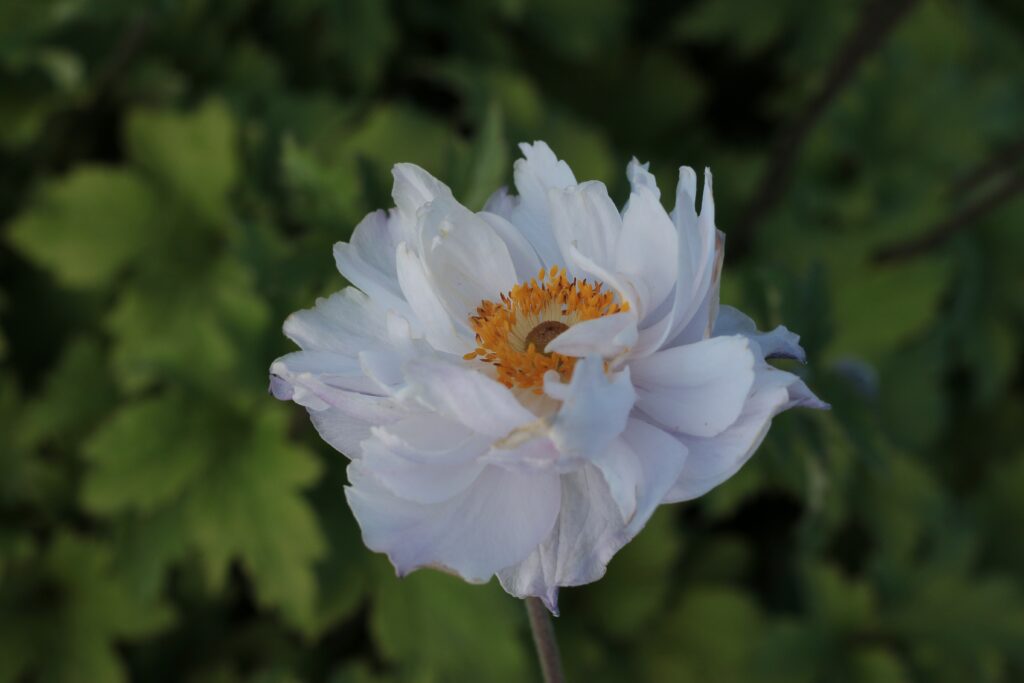 Anemone x hybrida ‘Frilly Knickers’ - White Anemones