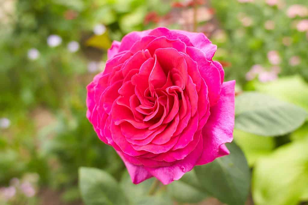 Hybrid tea roses need six hours of sunlight each day.