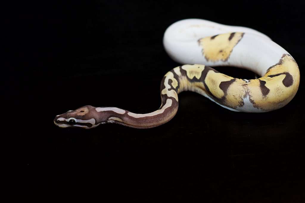 Scaleless Ball Python 1