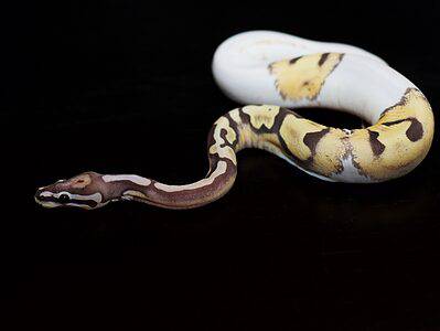 Scaleless Ball Python Picture