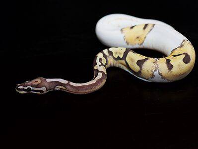 A Scaleless Ball Python