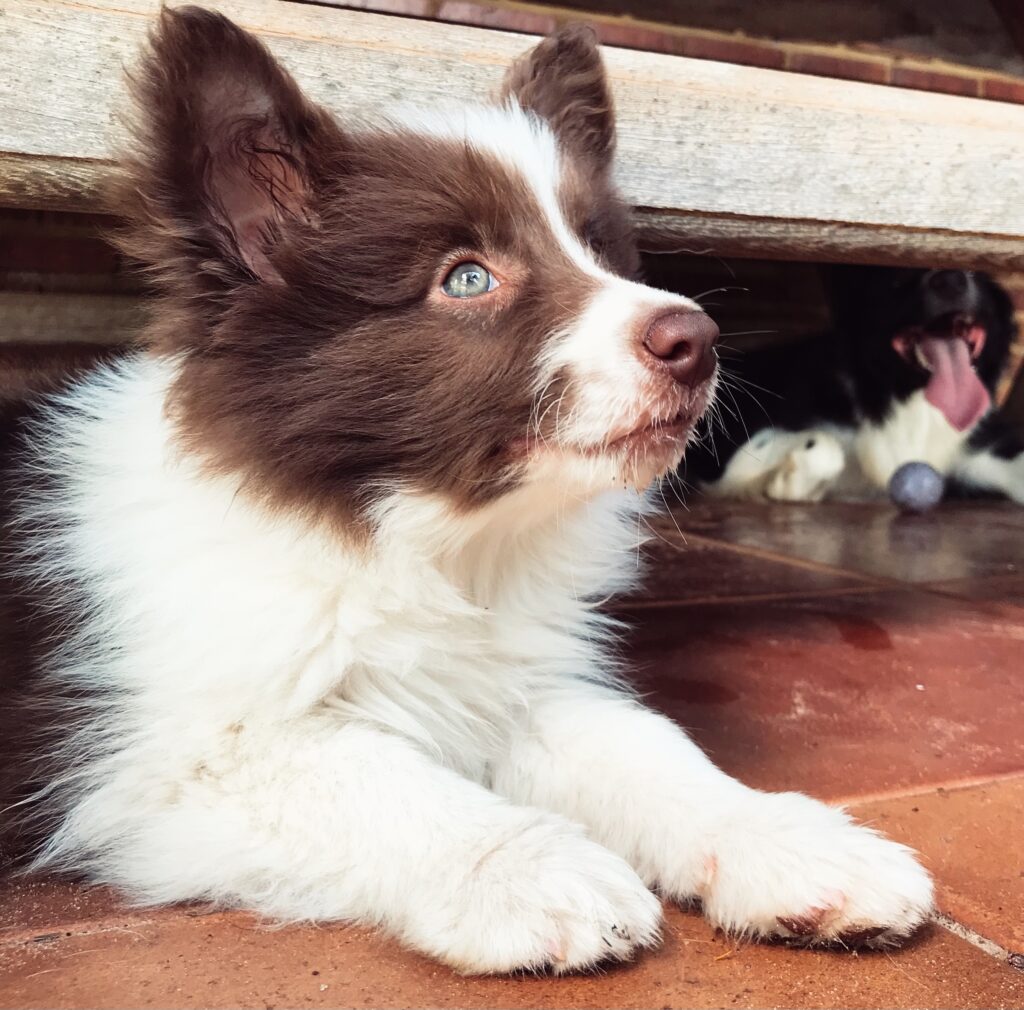 border collie pup