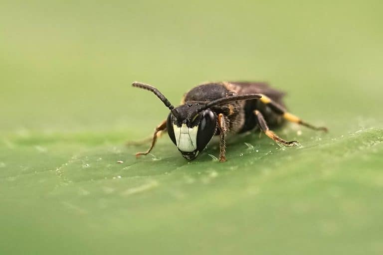 Hylaeus confusus Macro of a yellow face be on a green leaf the bee is primarily black with a very light cream yellow face and segmented legs that vary between yellow and black. The bee is facing the camera off to a slight angle with its head in line with the lower left frame.