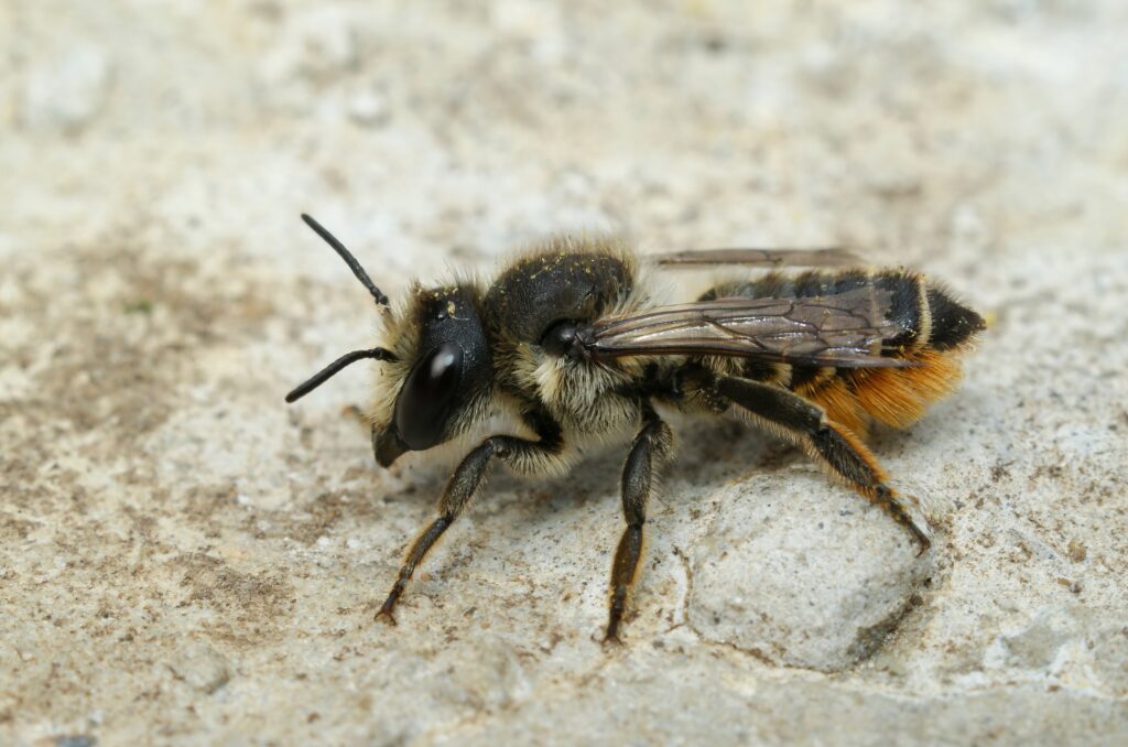 Closeup on a female Willowherb leafcutter bee, Megachile lapponica. The bee is facing left. It is black with a banded abdomen, that is mostly black with slender cream-colored bands (stripes). The underbelly has dense hairs for gathering pollen.
