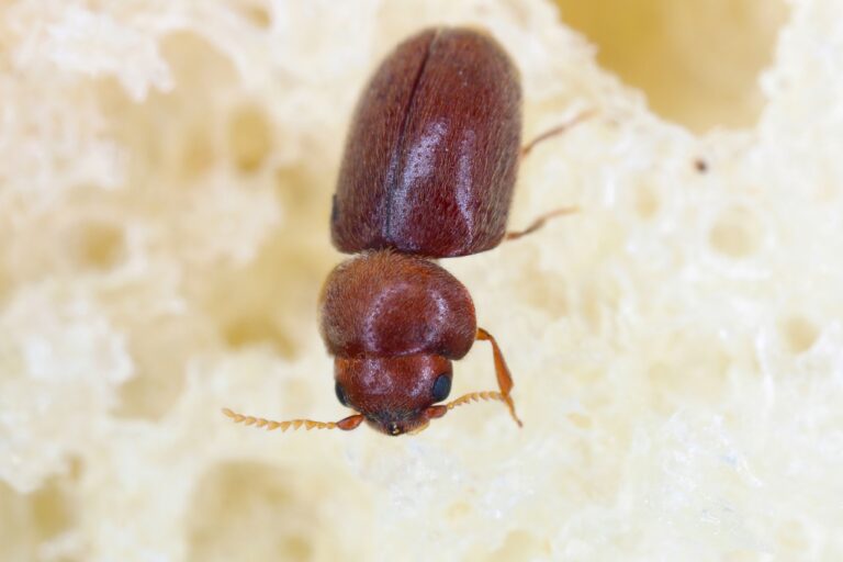 Macro photo of a cigarette beetle on a spongy background (photographer comment says its bread!). The beetle is a reddish brown. Its head is facing the bottom of the frame its abdomen is toward the top. Fine hairs are visible on its elytra and its antennae are also quite visible
