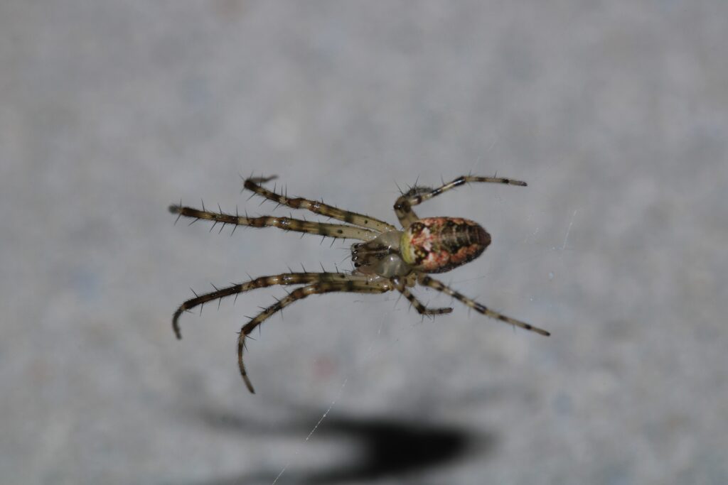 Common Stretch Spider (Tetragnatha extensa)