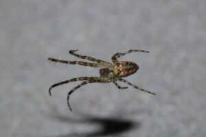 The 8 Most Terrifying Spiders Found in Iceland Picture